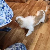 Ito just reduced, a male Japanese Chin for sale in Perkins, OK – Photo 7 of 10