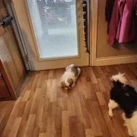 Ito just reduced, a male Japanese Chin for sale in Perkins, OK – Photo 9 of 10