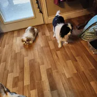 Ito just reduced, a male Japanese Chin for sale in Perkins, OK – Photo 10 of 10