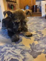 Phantom black and silver, a male Miniature Bull Terrier for sale in Perkins, OK – Photo 2 of 10