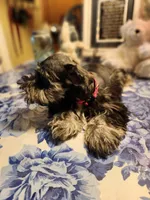 Phantom black and silver, a male Miniature Bull Terrier for sale in Perkins, OK – Photo 10 of 10