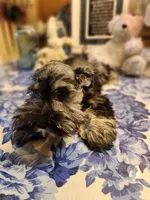 Phantom black and silver, a male Miniature Bull Terrier for sale in Perkins, OK – Photo 4 of 10