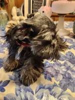 Phantom black and silver, a male Miniature Bull Terrier for sale in Perkins, OK – Photo 7 of 10