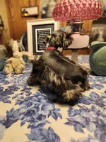 Phantom black and silver, a male Miniature Bull Terrier for sale in Perkins, OK – Photo 9 of 10