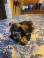 Phantom black and silver, a male Miniature Bull Terrier for sale in Perkins, OK – Photo 6 of 10