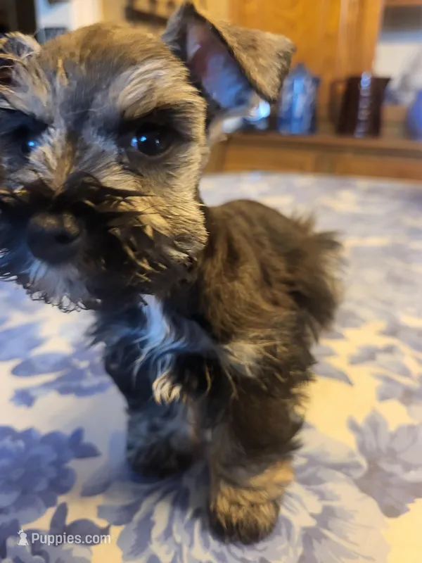 Phantom black and silver, a male Miniature Bull Terrier for sale in Perkins, OK – Photo 1 of 10