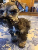 Phantom black and silver, a male Miniature Bull Terrier for sale in Perkins, OK – Photo 1 of 10