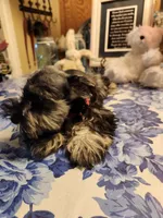 Phantom black and silver, a male Miniature Bull Terrier for sale in Perkins, OK – Photo 5 of 10