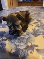 Phantom black and silver, a male Miniature Bull Terrier for sale in Perkins, OK – Photo 3 of 10