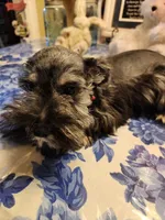 Phantom black and silver, a male Miniature Bull Terrier for sale in Perkins, OK – Photo 8 of 10