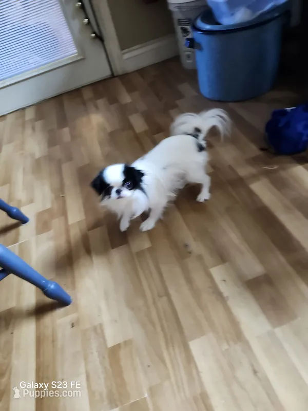 Ettas Believe it or not Ripley – Japanese Chin puppy for sale in Perkins, OK