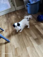 Ettas Believe it or not Ripley, a male Japanese Chin for sale in Perkins, OK – 1 of 8