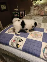Miagi, a female Japanese Chin for sale in Perkins, OK – 2 of 10