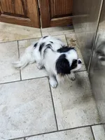 Ettas Acres Midori Ito, a female Japanese Chin for sale in Perkins, OK – 4 of 6