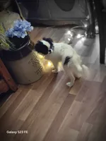 Suma, a male Japanese Chin for sale in Perkins, OK – 4 of 9