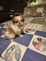 Mango, a female Japanese Chin for sale in Perkins, OK – 10 of 10