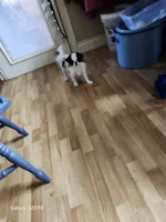 Ettas Believe it or not Ripley, a male Japanese Chin for sale in Perkins, OK – 3 of 8