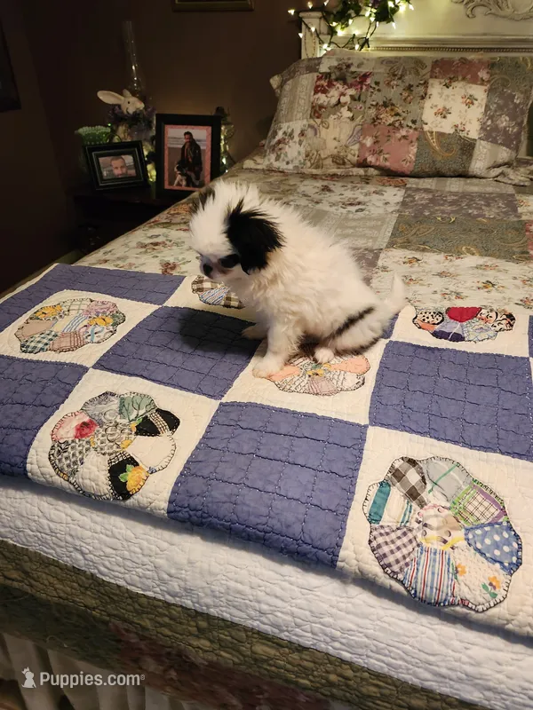 Miagi – Japanese Chin puppy for sale in Perkins, OK