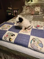 Miagi, a female Japanese Chin for sale in Perkins, OK – 1 of 10
