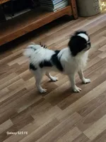 Hana, a female Japanese Chin for sale in Perkins, OK – 2 of 8