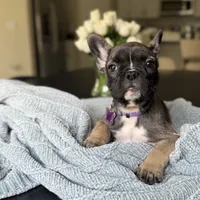 Milady, a female French Bulldog for sale in Plant City, FL – 4 of 4