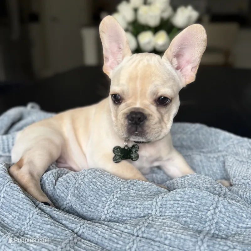 Aramis – French Bulldog puppy for sale in Plant City, FL