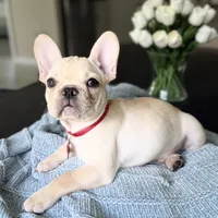 Pathos, a male French Bulldog for sale in Plant City, FL – 1 of 2