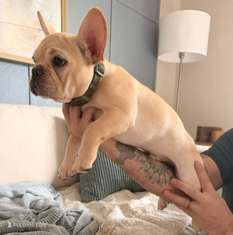 Pathos – French Bulldog puppy for sale in Plant City, FL
