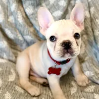 Pathos, a male French Bulldog for sale in Plant City, FL – 2 of 2