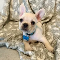 D'Artagnon, a male French Bulldog for sale in Plant City, FL – 2 of 2