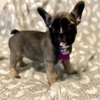 Milady, a female French Bulldog for sale in Plant City, FL – 2 of 4