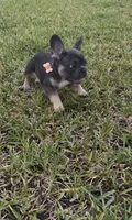 Benito, a male French Bulldog for sale in Plant City, FL – 2 of 3