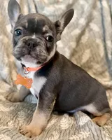 Benito, a male French Bulldog for sale in Plant City, FL – 3 of 3