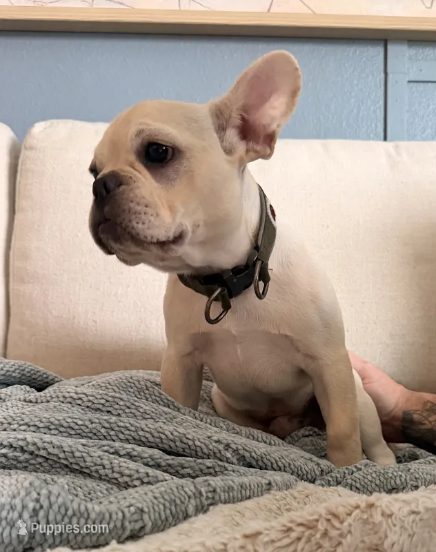 D'Artagnon – French Bulldog puppy for sale in Plant City, FL