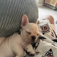 Aramis, a male French Bulldog for sale in Plant City, FL – 3 of 3