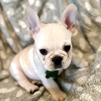 Aramis, a male French Bulldog for sale in Plant City, FL – 2 of 3