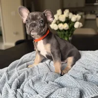 Benito, a male French Bulldog for sale in Plant City, FL – 1 of 3