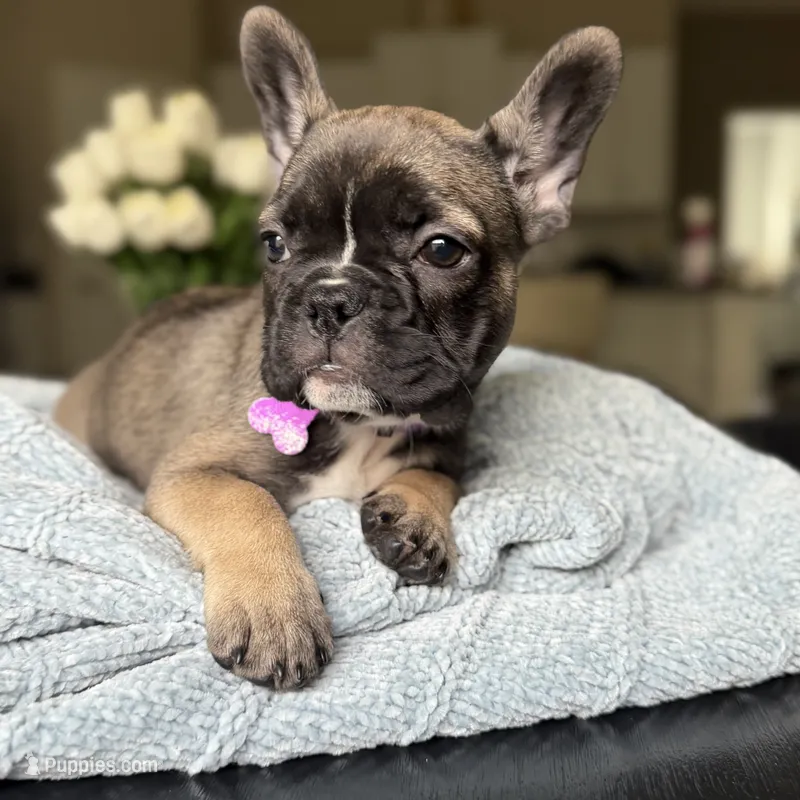 Milady – French Bulldog puppy for sale in Plant City, FL