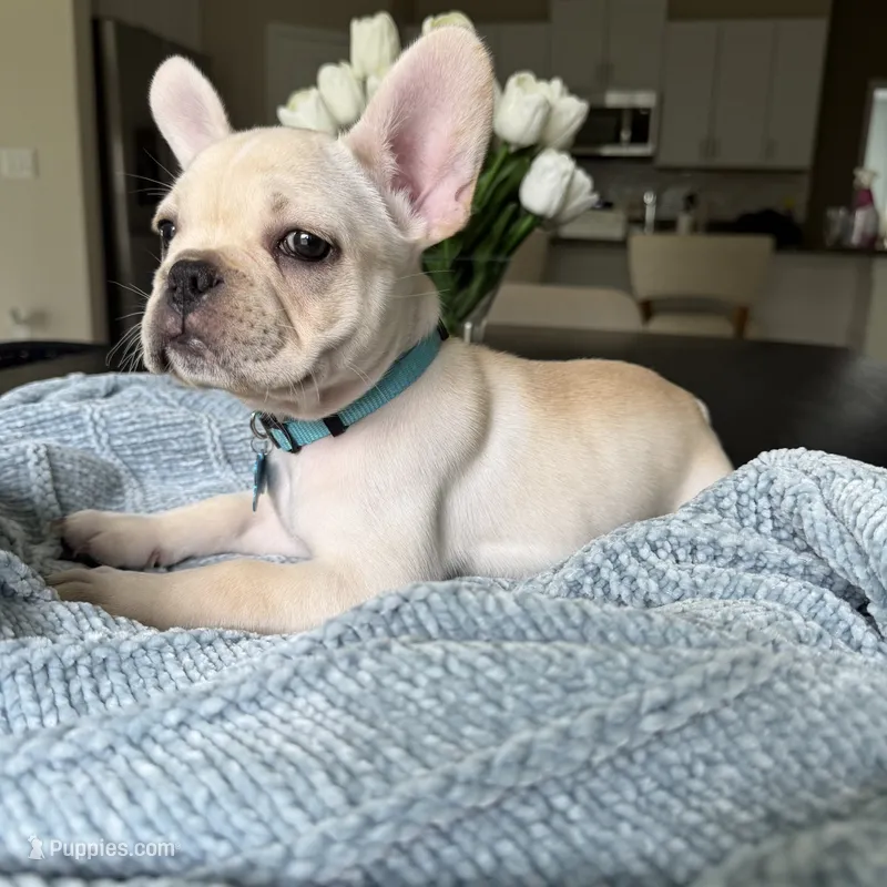 D'Artagnon – French Bulldog puppy for sale in Plant City, FL
