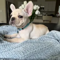 D'Artagnon, a male French Bulldog for sale in Plant City, FL – 1 of 2