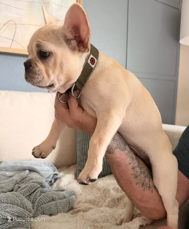Aramis – French Bulldog puppy for sale in Plant City, FL