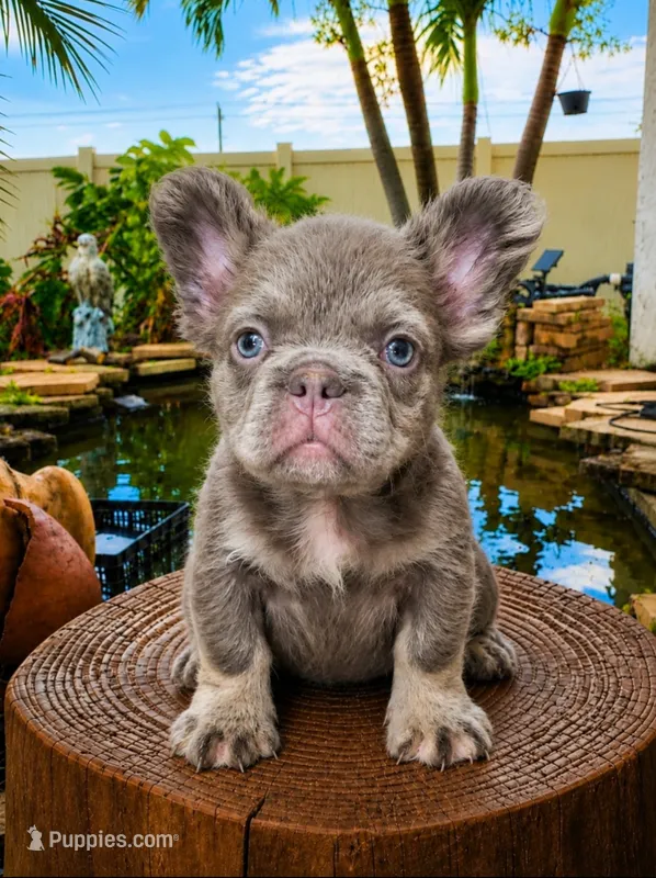 Danny – French Bulldog puppy for sale in Lehigh Acres, FL