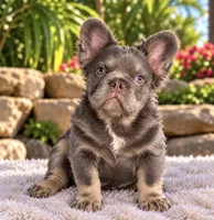 Danny, a male French Bulldog for sale in Lehigh Acres, FL – 1 of 3