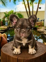 Johnny , a male French Bulldog for sale in Lehigh Acres, FL – 1 of 2