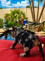Chiqui, a female French Bulldog for sale in Lehigh Acres, FL – 2 of 3