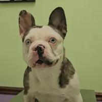 Frank, a male French Bulldog for sale in Lehigh Acres, FL – Photo 2 of 4