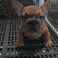 Frank, a male French Bulldog for sale in Lehigh Acres, FL – Photo 4 of 4