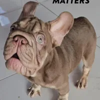 Frank, a male French Bulldog for sale in Lehigh Acres, FL – Photo 3 of 4