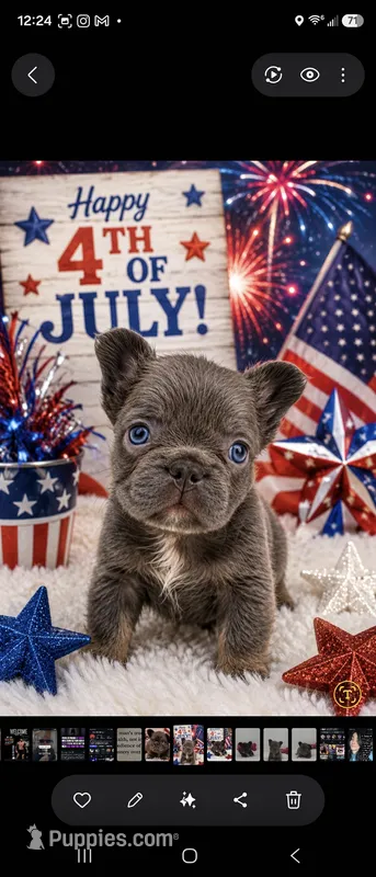Chris – French Bulldog puppy for sale in Lehigh Acres, FL