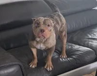 Jenny, a female American Bully for sale in Lehigh Acres, FL – 3 of 3